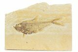 Detailed Fossil Fish (Diplomystus) - Wyoming #373751-1